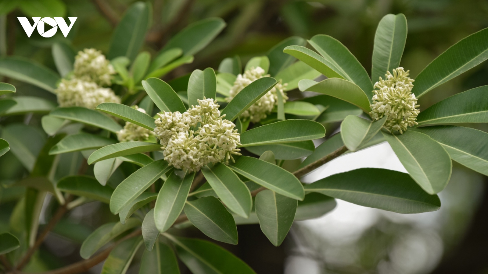 Fragrant white milk flowers blossoming as autumn hits Hanoi